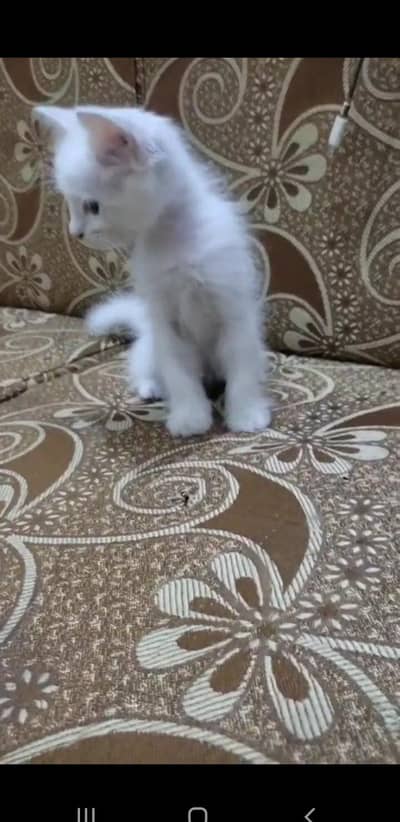 female persion kitten