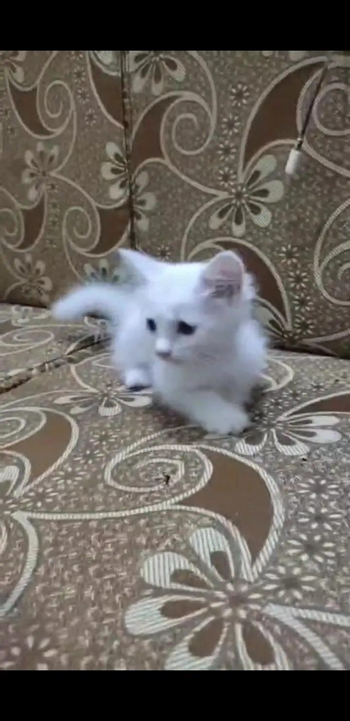 female persion kitten — photo 2