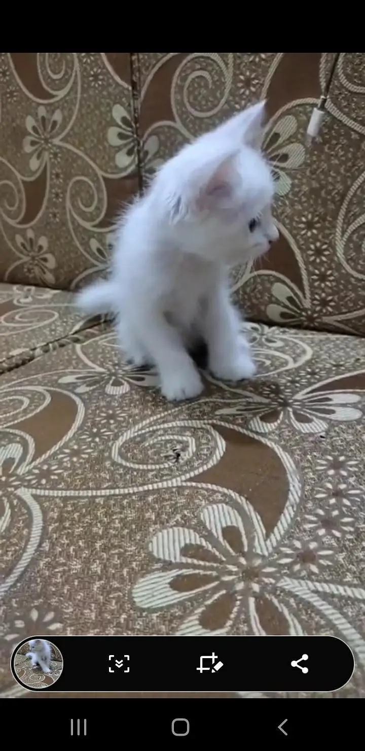female persion kitten — photo 3