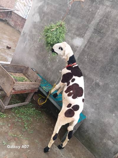 pure desi mundra