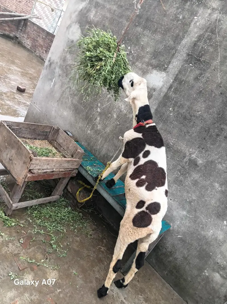pure desi mundra — photo 3