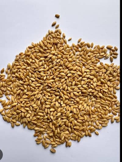 Fully saaf gandum available