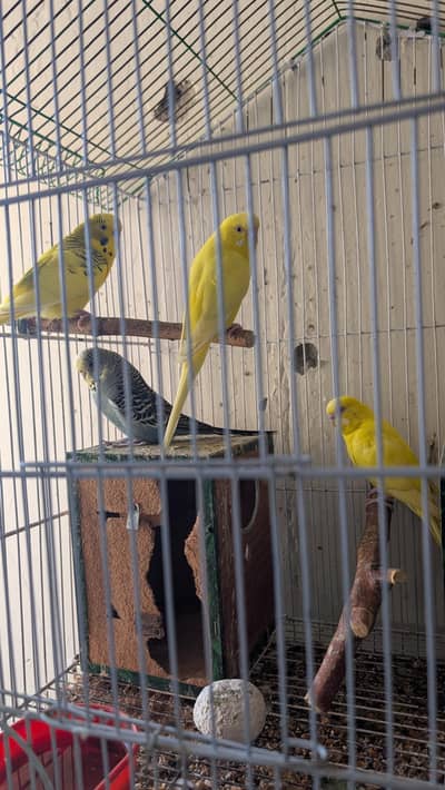 budgie parrots