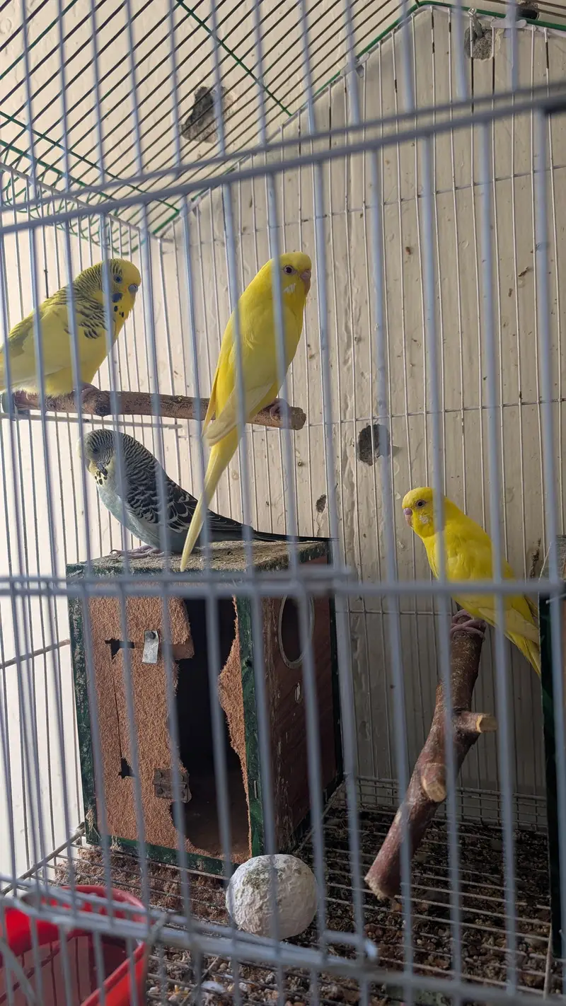 budgie parrots — photo 2