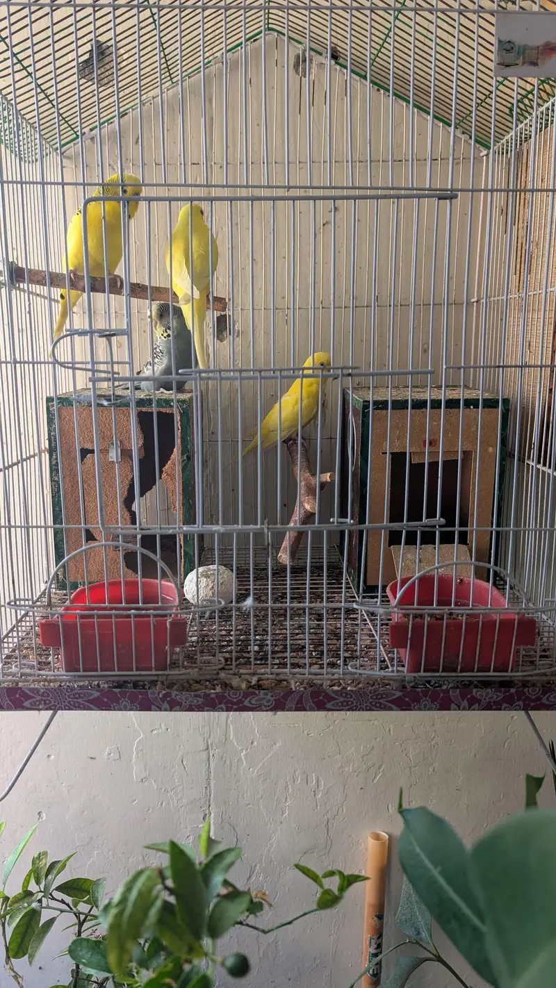 budgie parrots — photo 3