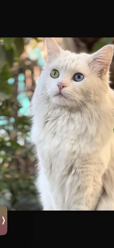 White persian male cat