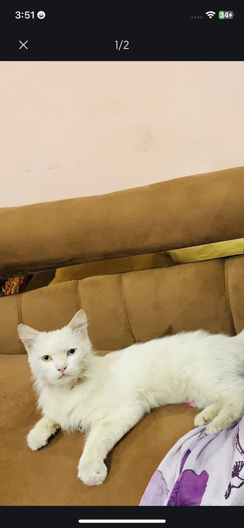 White persian male cat — photo 2