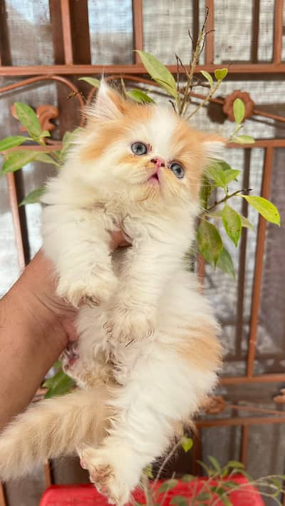 persian kitten | peki/piki_triple coat | punch face|white kittens_cute