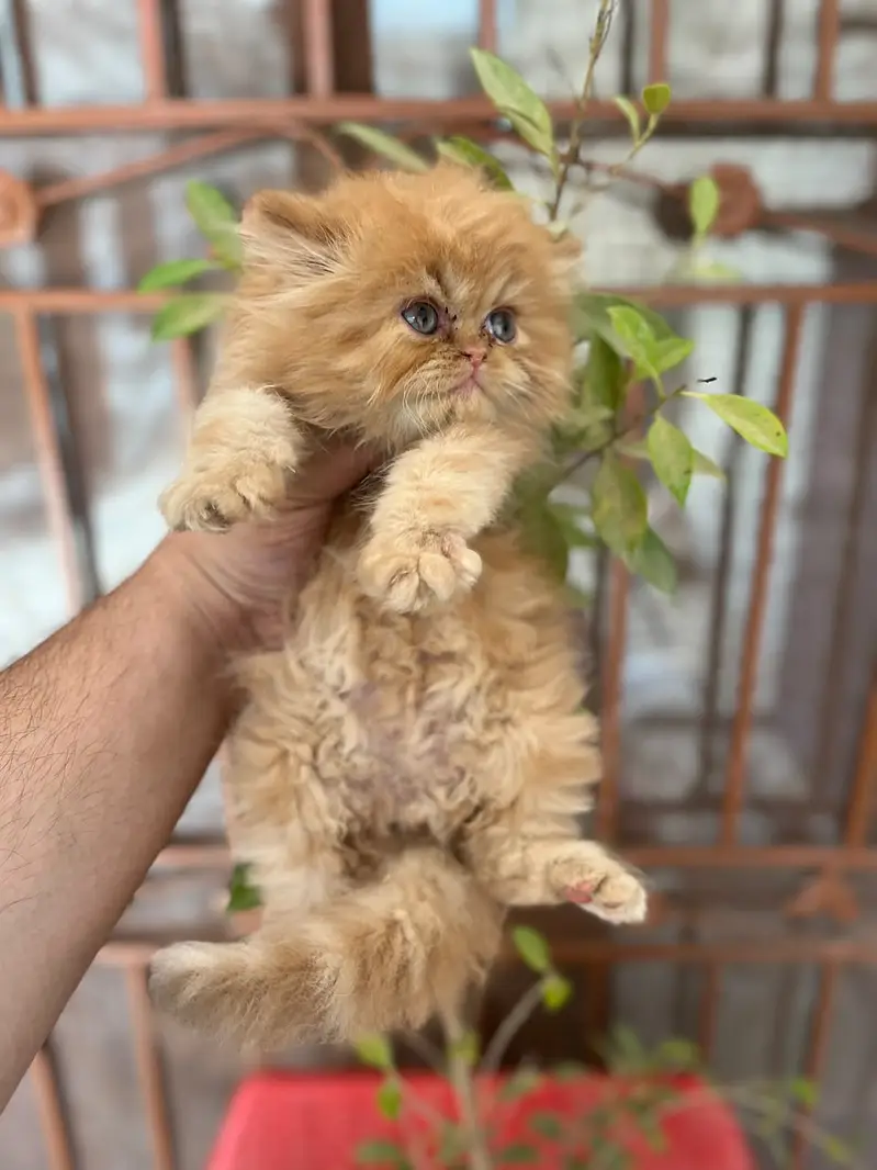 persian kitten | peki/piki_triple coat | punch face|white kittens_cute — photo 6