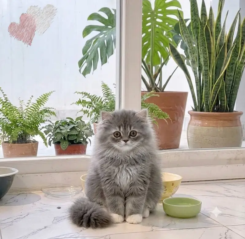 persian kitten | peki/piki_triple coat | punch face|white kittens_cute — photo 10