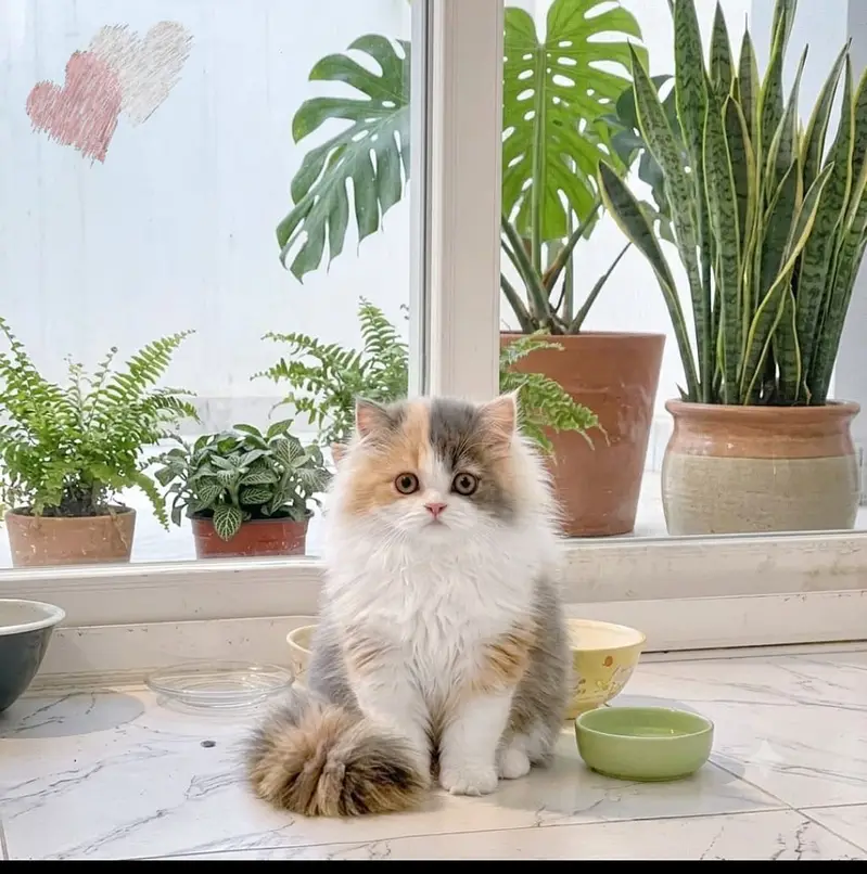 persian kitten | peki/piki_triple coat | punch face|white kittens_cute — photo 11