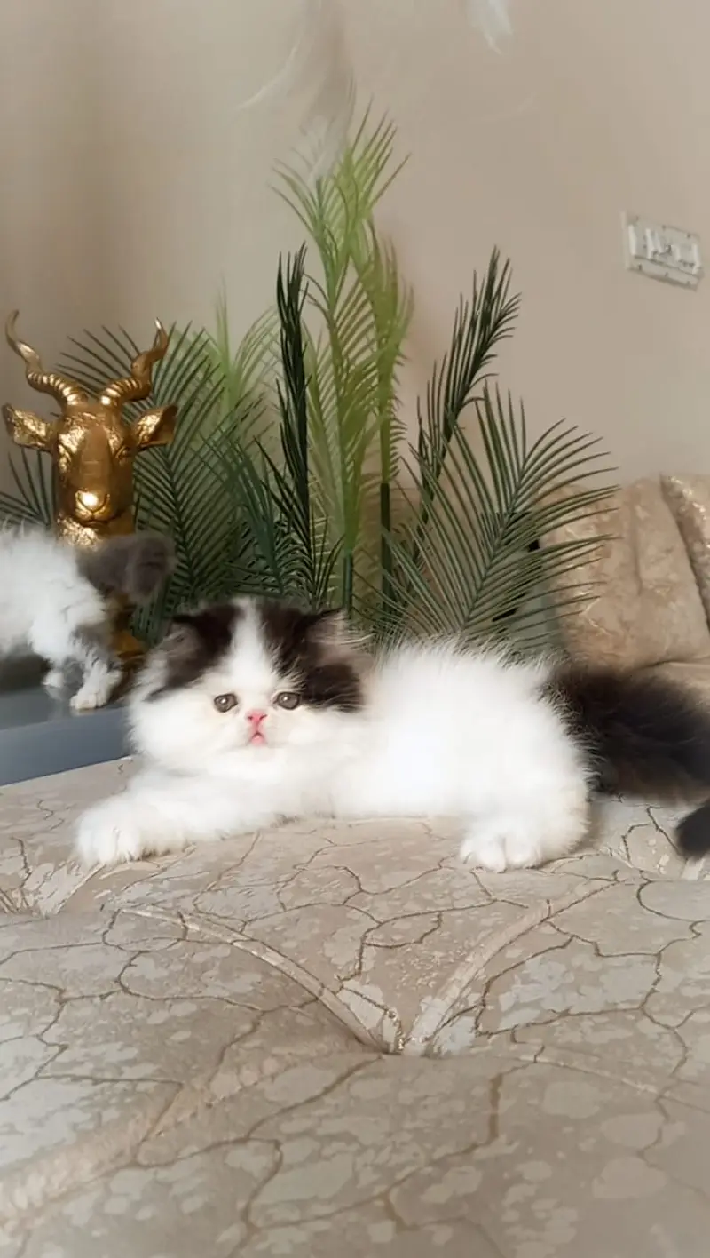 persian kitten | peki/piki_triple coat | punch face|white kittens_cute — photo 12