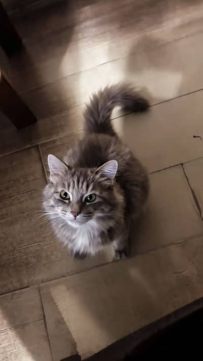 Premium Persian Female Cat | Doll Face | Double Coat | Vaccinated