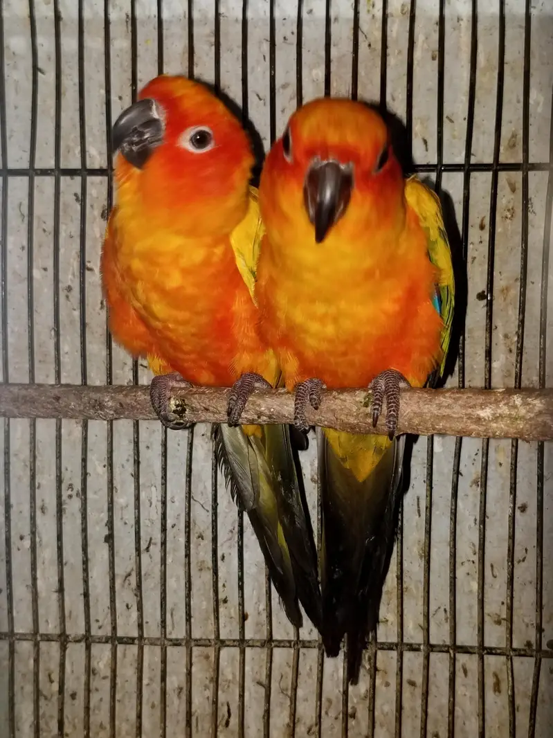Pestel fawn java Breeder Pairs,Grey Parrots, Cackatoos,Lorries,Conures — photo 5