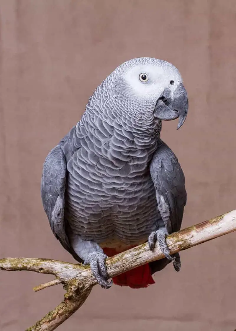 Pestel fawn java Breeder Pairs,Grey Parrots, Cackatoos,Lorries,Conures — photo 6