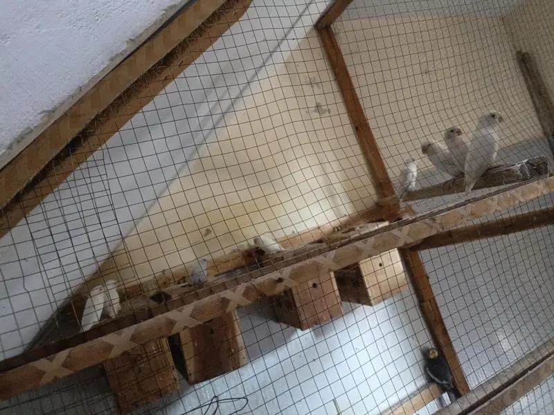 love birds — photo 2