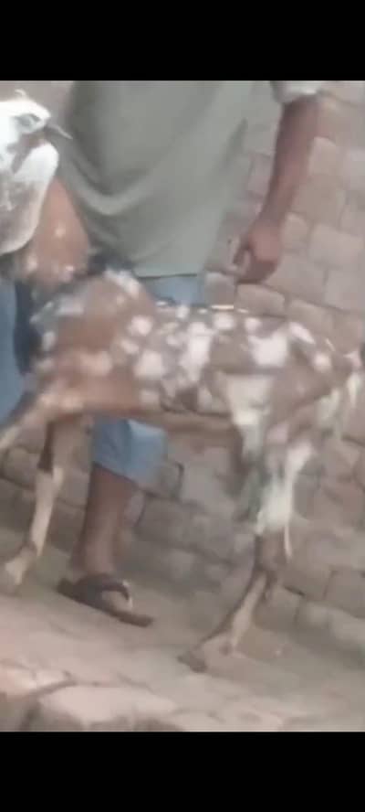 ek Bakra for sale shera print