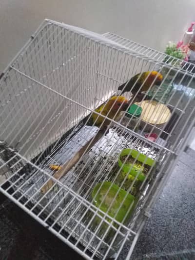 sub conure