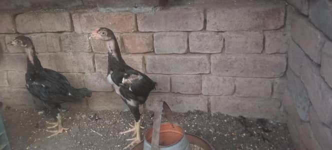 4 Aseel chozay for sale