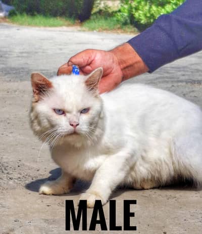 White Persian cat pair top quality blue eyes