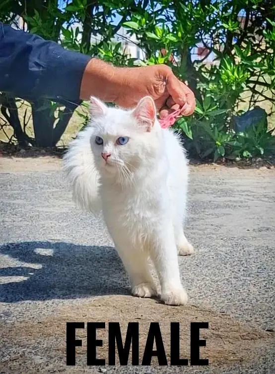 White Persian cat pair top quality blue eyes — photo 2
