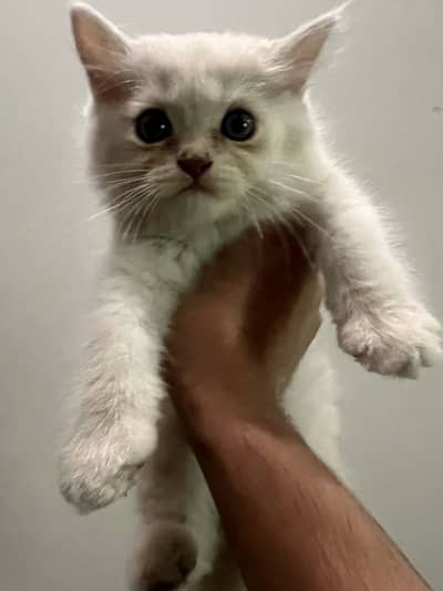 Persian triple coat kitten exotic pair
