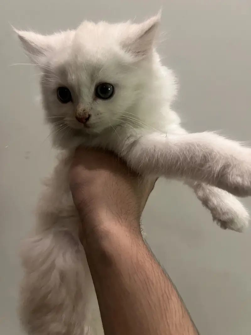 Persian triple coat kitten exotic pair — photo 2