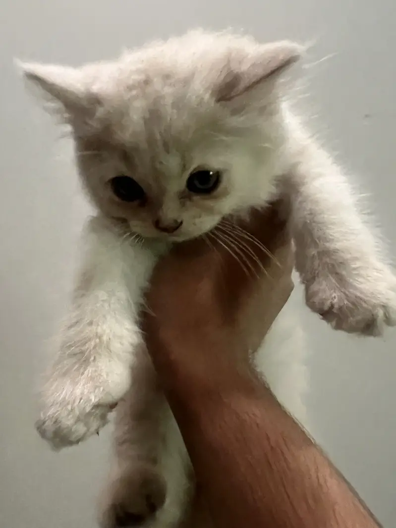 Persian triple coat kitten exotic pair — photo 3