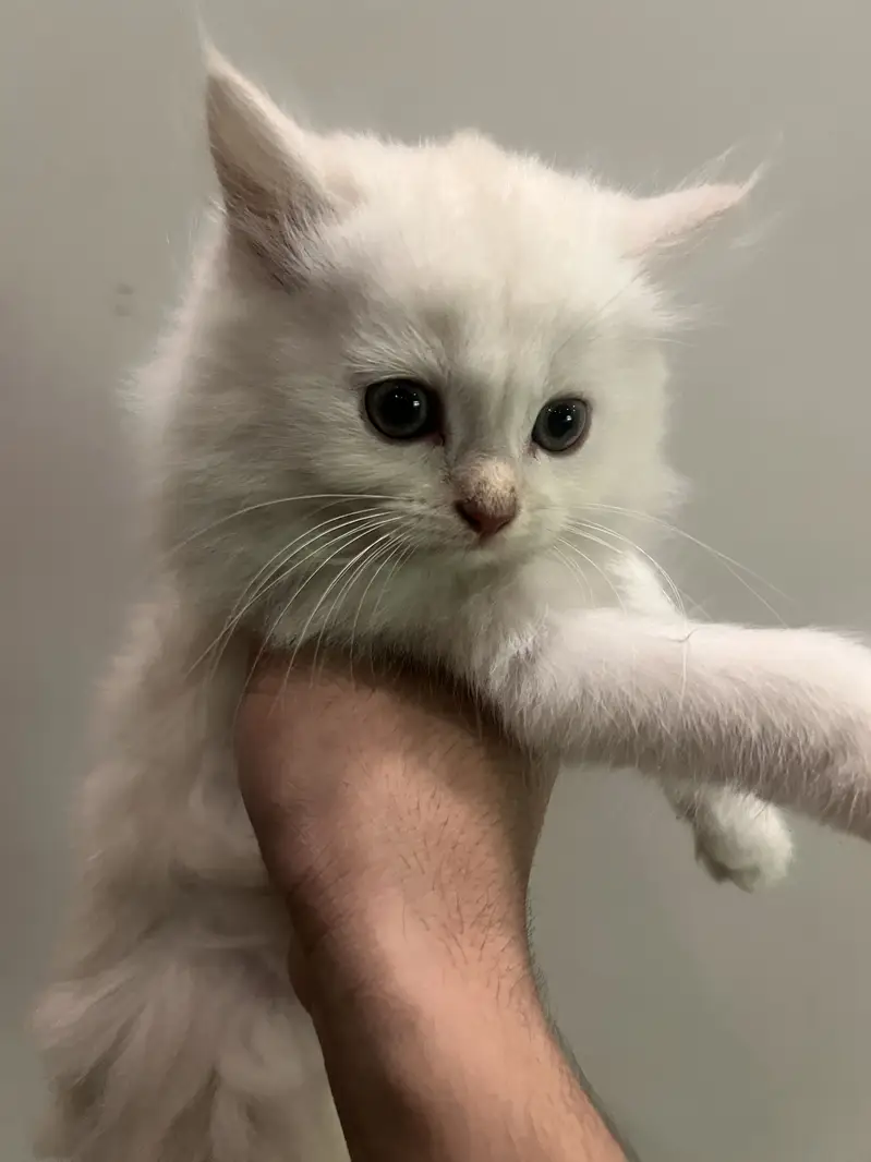 Persian triple coat kitten exotic pair — photo 4