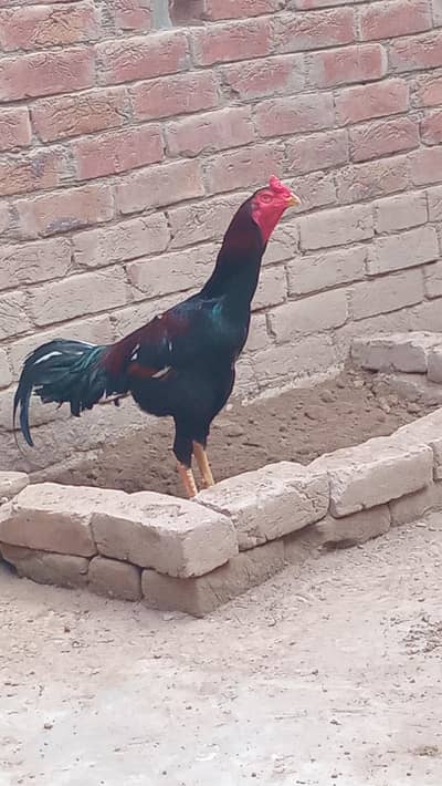 all set up .  for sale .  Joe Males Female Patiya   pathay healthy
