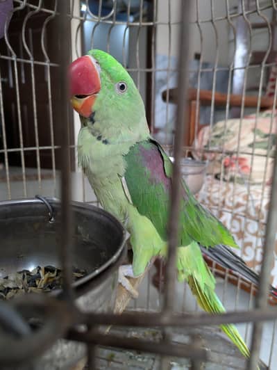 Selling parrot with cage.