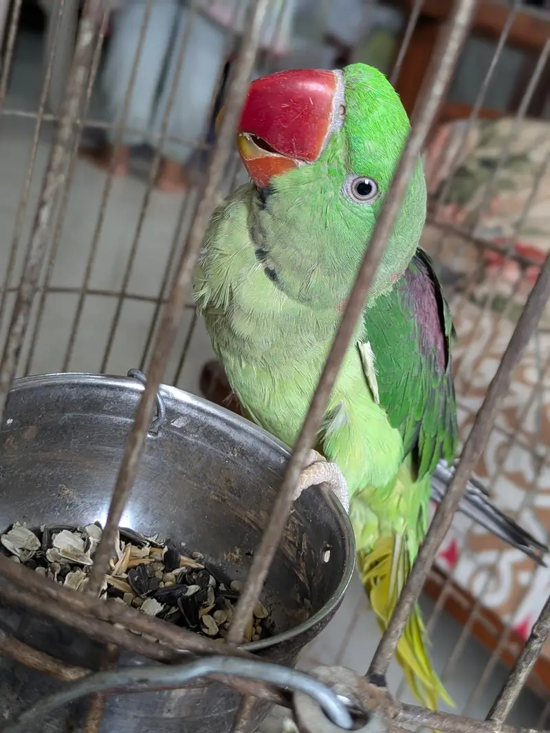 Selling parrot with cage. — photo 2