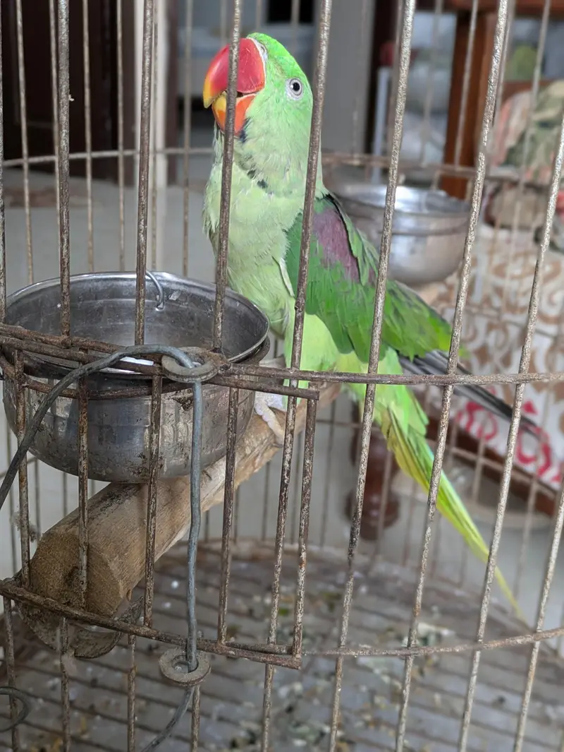 Selling parrot with cage. — photo 3
