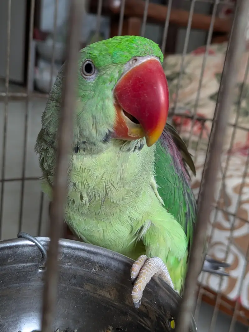 Selling parrot with cage. — photo 4