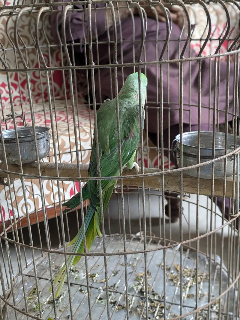 Selling parrot with cage. — photo 5