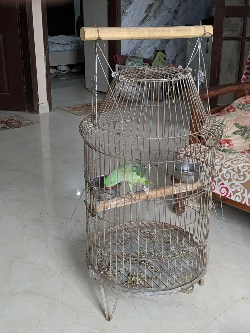 Selling parrot with cage. — photo 6