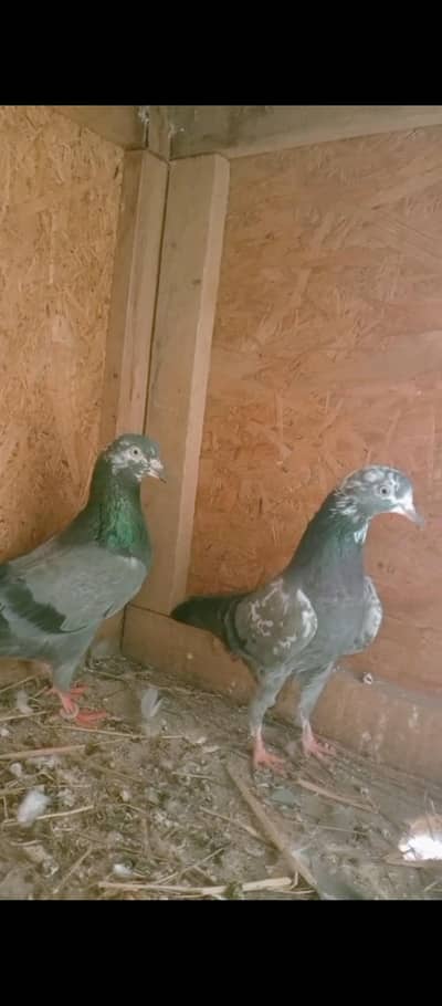 Chena teddy breder pair