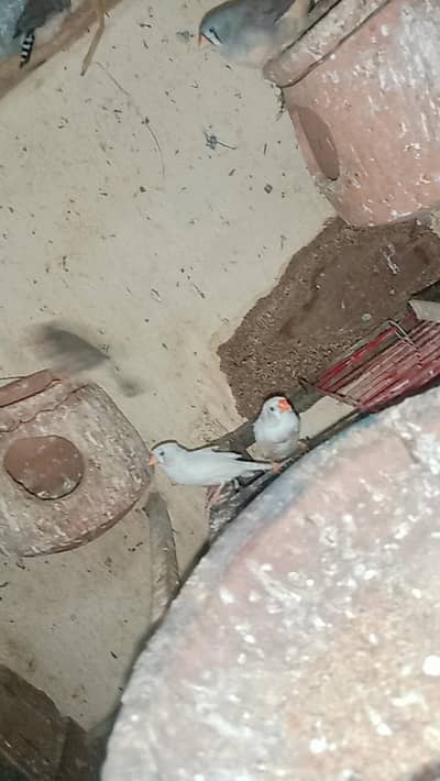 finches pair available