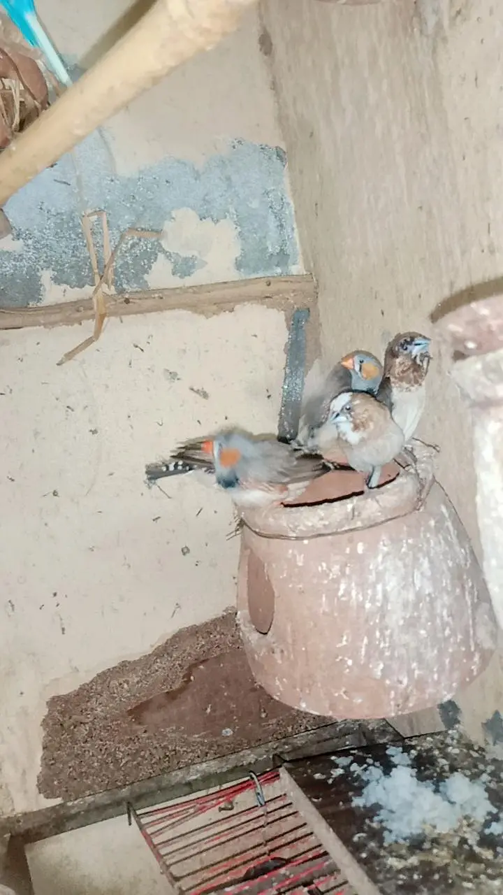 finches pair available — photo 2