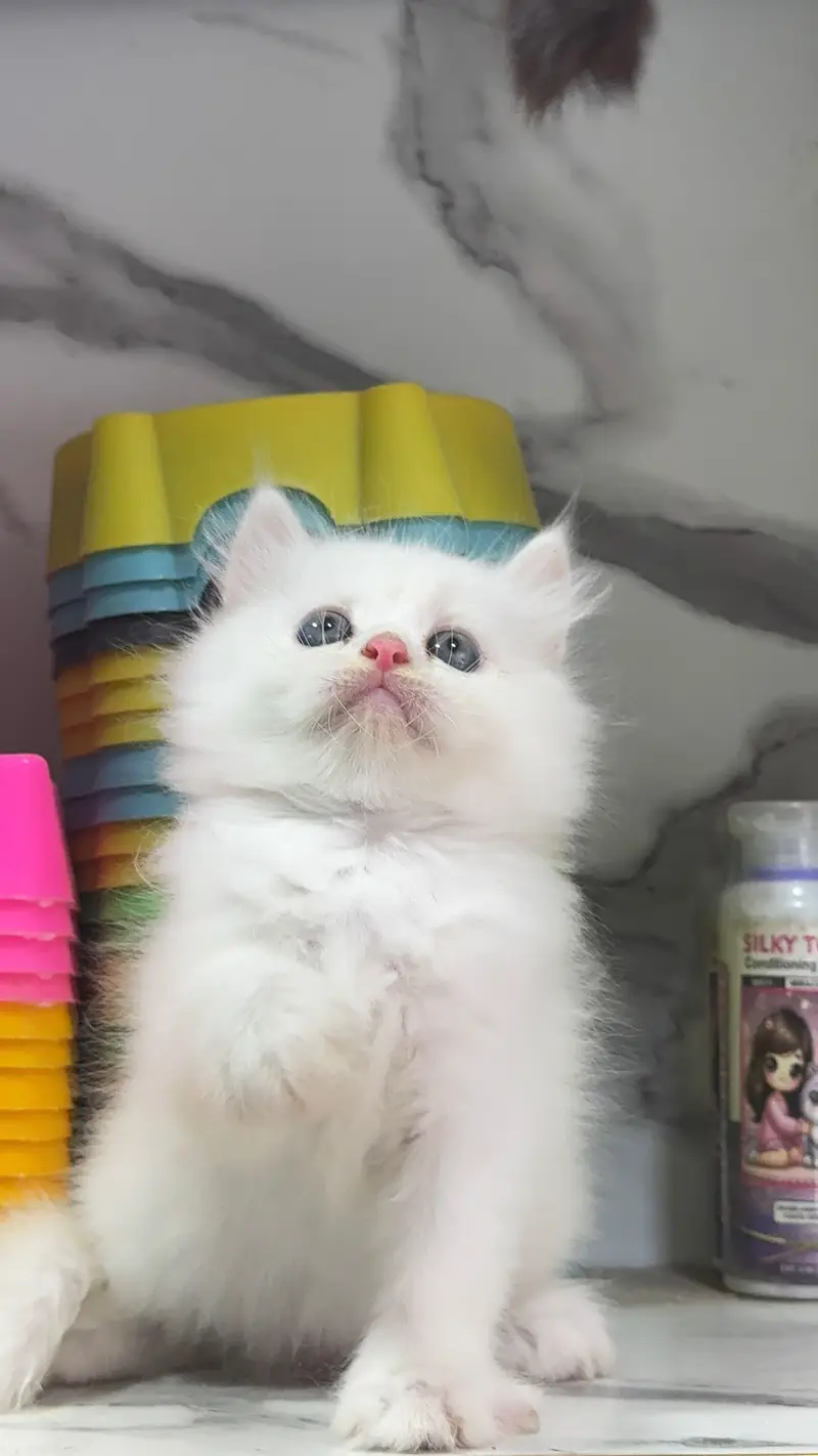 Low Price Kittens/White Persian Kitten/Cats/Male/Female — photo 2