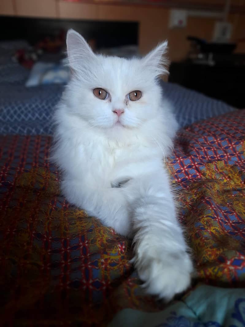 Persian cat 0