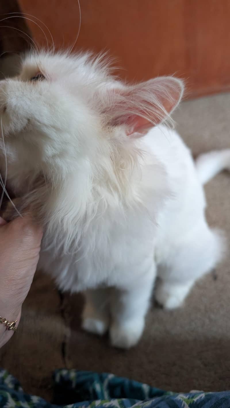 Persian cat 1