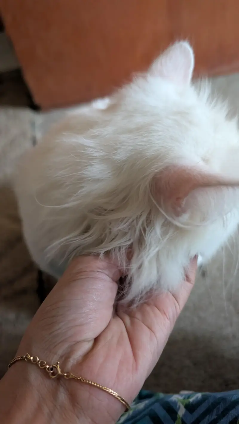 Persian cat — photo 3