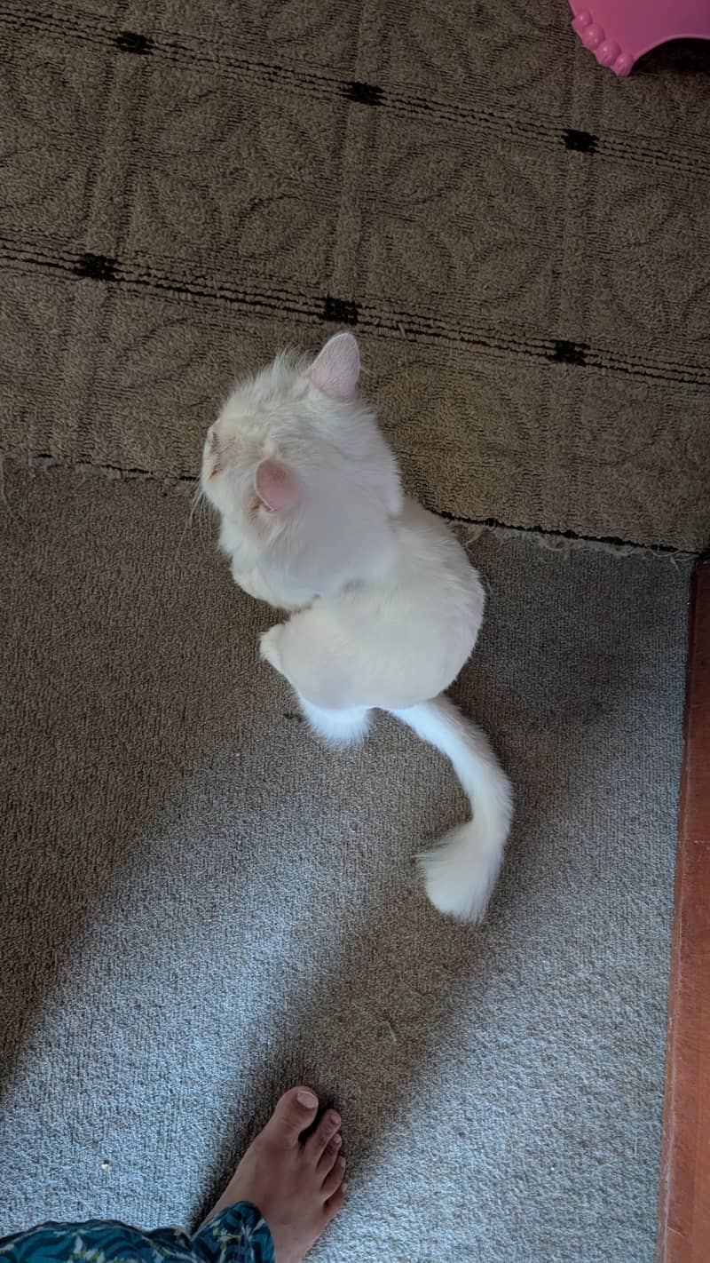 Persian cat 3