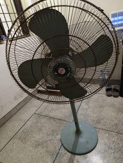 Royal Fan for sale