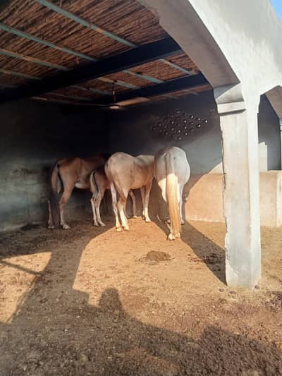 horses