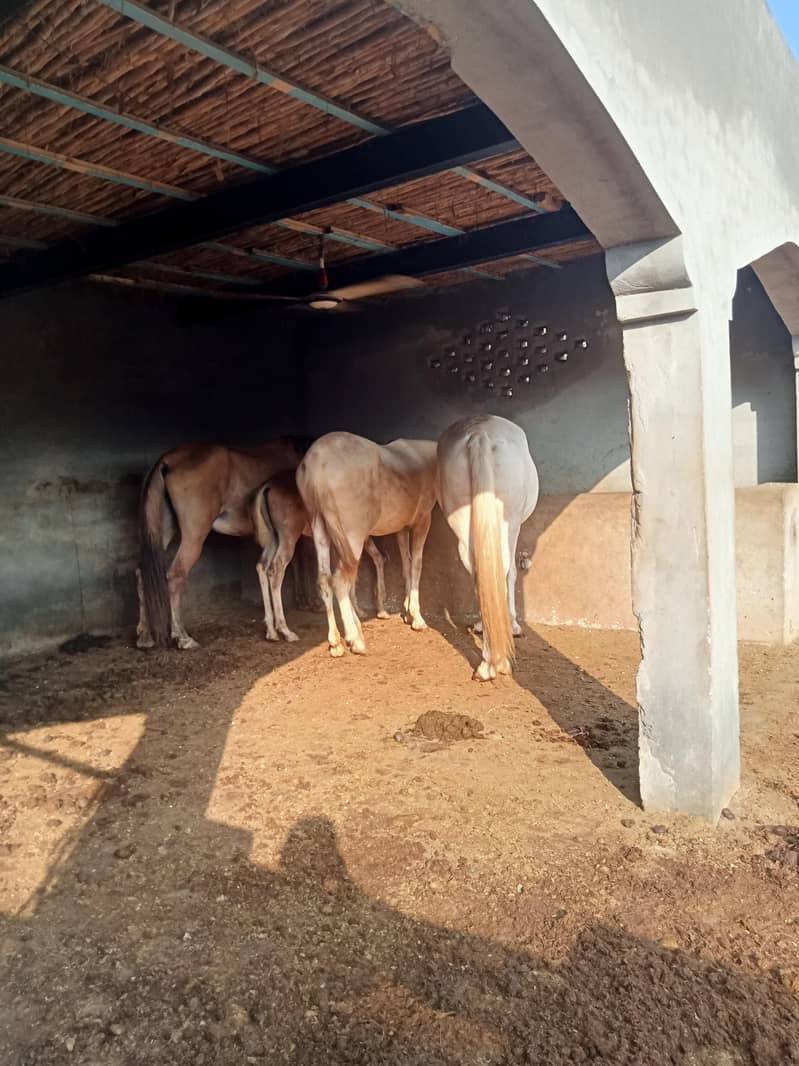horses 0
