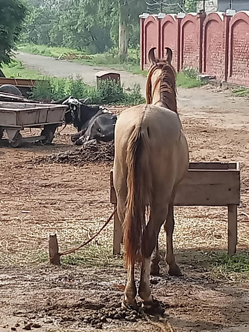 horses 1