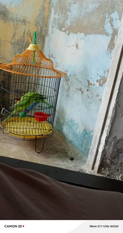 ringneck parrots sale