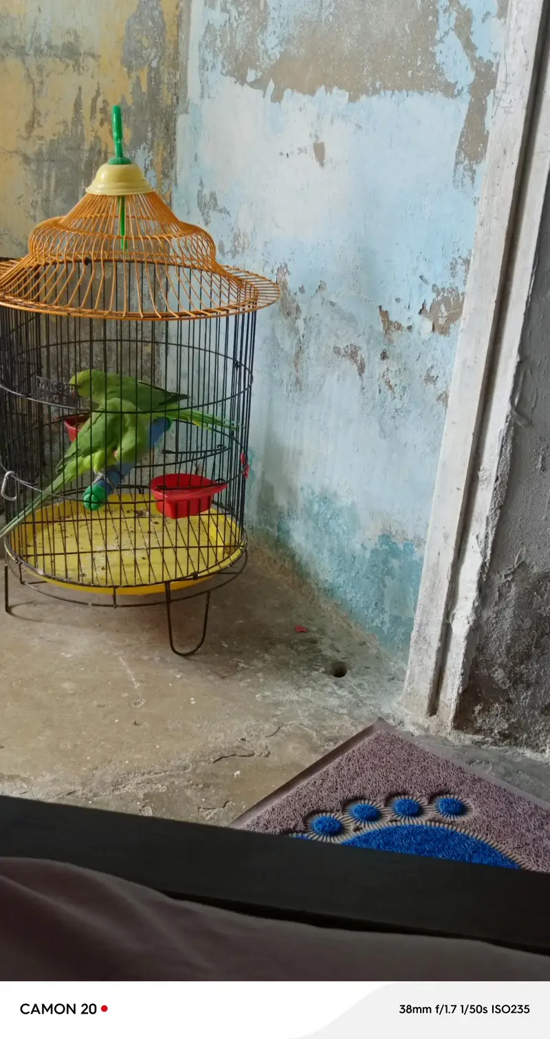 ringneck parrots sale — photo 2